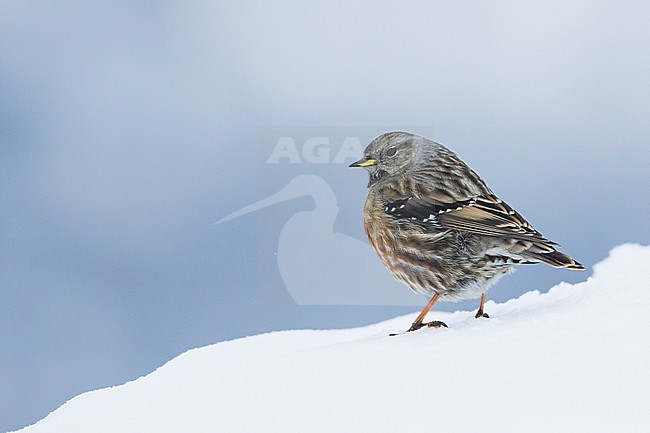 Alpine Accentor - Alpenbraunelle - Prunella collaris ssp. collaris, Switzerland, adult stock-image by Agami/Ralph Martin,