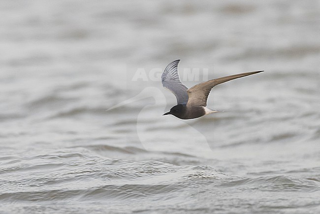 Black Tern (Chlidonias niger) in adult summer plumage in flight. stock-image by Agami/David Monticelli,