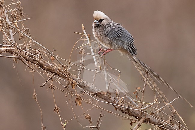 White-headed mousebird (Colius leucocephalus) perched in a bush in Tanzania. stock-image by Agami/Dubi Shapiro,