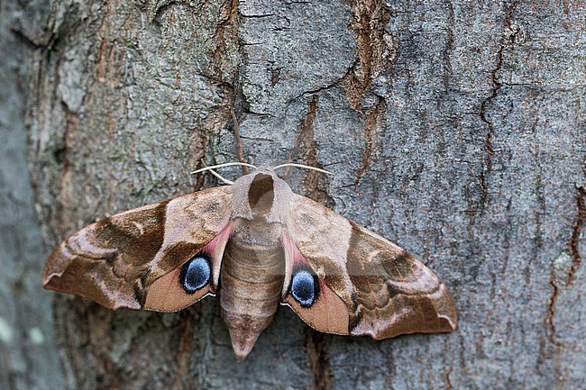 Smerinthus ocellata - Eyed hawk-moth - Abendpfauenauge, Germany (Baden-Württemberg), imago stock-image by Agami/Ralph Martin,