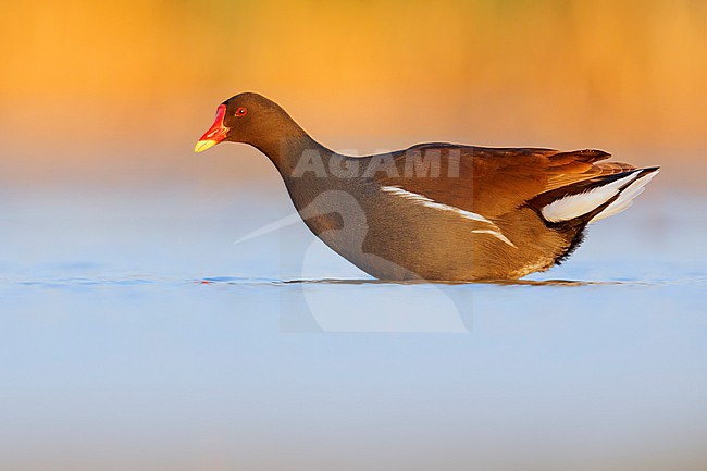 Common Moorhen (Gallinula chloropus), side view of an adult in the water, Campania, Italy stock-image by Agami/Saverio Gatto,