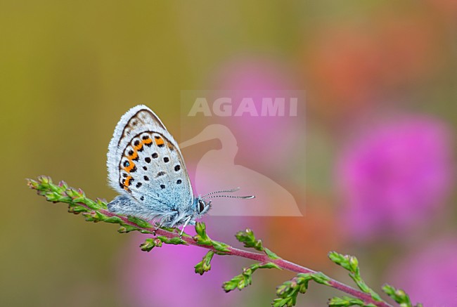Heideblauwtje op heide, Silver-studded Blue on moorland stock-image by Agami/Reint Jakob Schut,