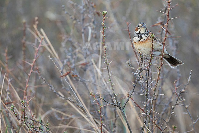 Chestnut-eared Bunting (Emberiza fucata ssp. fucata) Russia (Baikal), adult male stock-image by Agami/Ralph Martin,