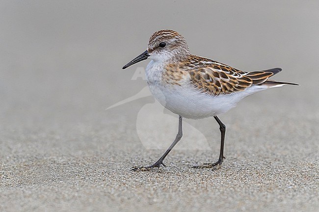 Little Stint, Calidris minuta, in Italy. First-winter during autumn migration. stock-image by Agami/Daniele Occhiato,