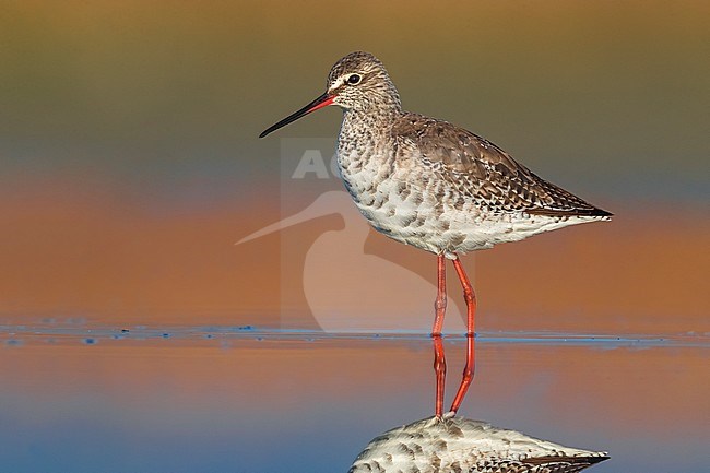 Spring migrant Spotted Redshank (Tringa erythropus) in Italy. Standing in shallow freshwater pool. Moulting to summer plumage. stock-image by Agami/Daniele Occhiato,