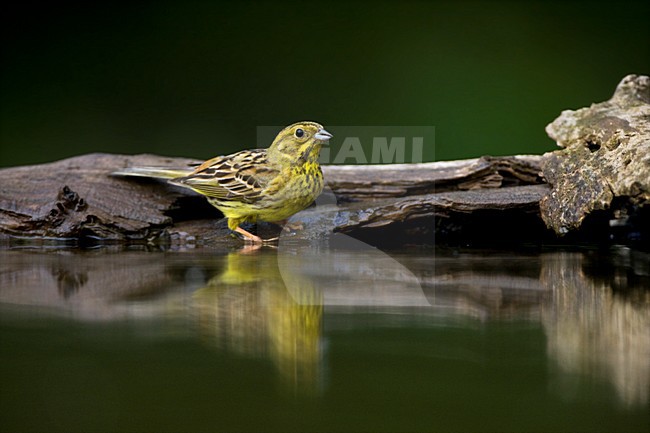 manual updated stock-image by Agami/Marc Guyt,