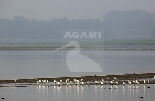 Lepelaar, Eurasian Spoonbill, Platalea leucorodia stock-image by Agami/Jacques van der Neut,