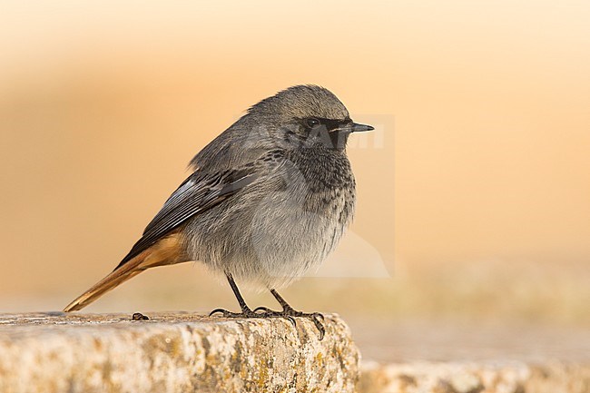 Black Redstart - Hausrotschwanz - Phoenicurus ochruros ssp. gibraltariensis, Spain, adult male stock-image by Agami/Ralph Martin,