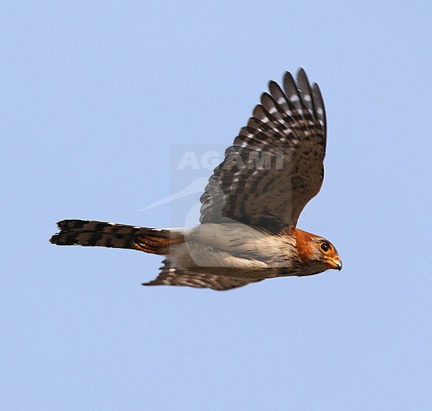 Adult White-rumped Falcon (Polihierax insignis) in flight in Myanmar. stock-image by Agami/James Eaton,