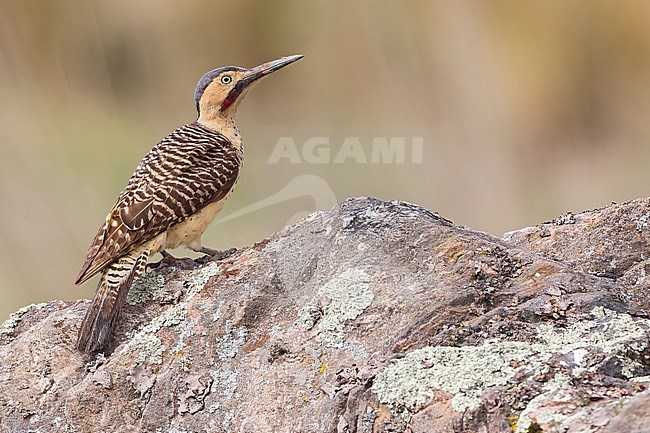 Andean Flicker (Colaptes rupicola) Perched on top of a boulder in Argentina stock-image by Agami/Dubi Shapiro,