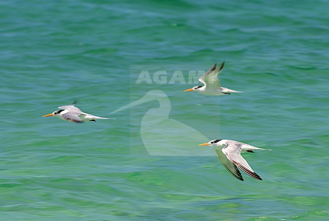 Groep Bengaalse Sterns in vlucht, Lesser Crested Tern group in flight stock-image by Agami/Laurens Steijn,
