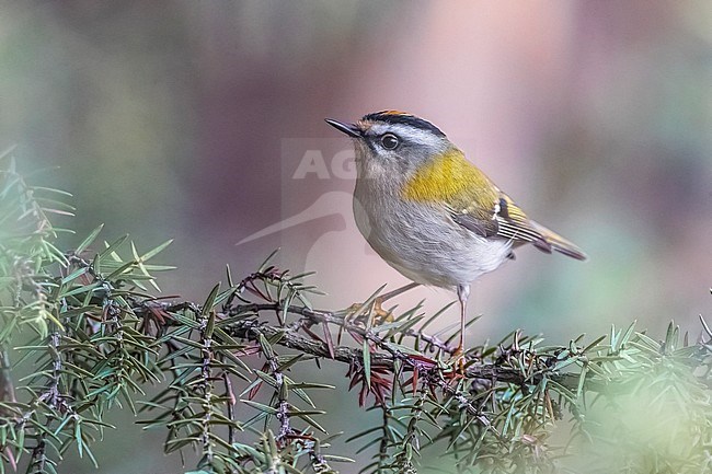 Firecrest (Regulus ignicapipllus) perched on a branch stock-image by Agami/Daniele Occhiato,
