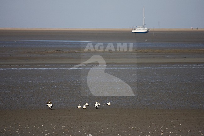 Waddenzee bij Schiermonnikoog; Wadden Sea at Schiermonnikoog stock-image by Agami/Marc Guyt,