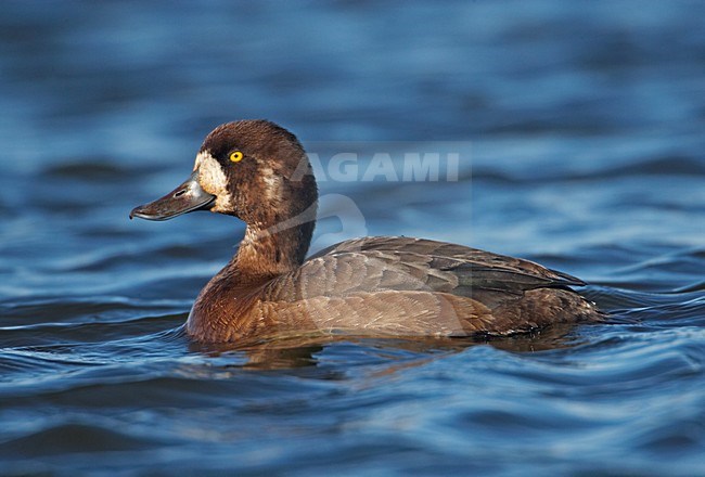 Vrouwtje Topper zwemmend; Female Greater Scaup swimming stock-image by Agami/Markus Varesvuo,