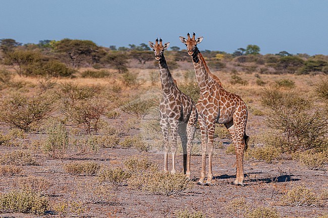 A portrait of two southern giraffes, Giraffa camelopardalis, looking at the camera. Central Kalahari Game Reserve, Botswana. stock-image by Agami/Sergio Pitamitz,