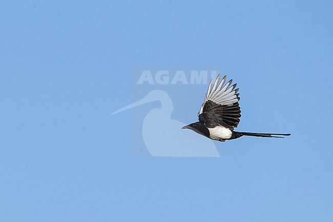 oriental magpie (pica serica) in flight, found near Khalk River in eastern Mongolia in Dornod Aimag stock-image by Agami/Mathias Putze,