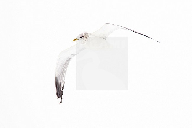 Stormmeeuw in de sneeuw Nederlands, Mew Gull in the snow Netherlands stock-image by Agami/Menno van Duijn,