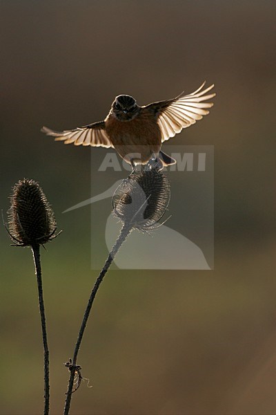 Roodborsttapuit; European Stonechat stock-image by Agami/Menno van Duijn,