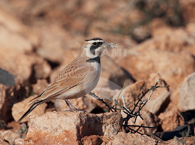 Temminck's Strandleeuwerik zittend, Temminck's Lark perched stock-image by Agami/Markus Varesvuo,