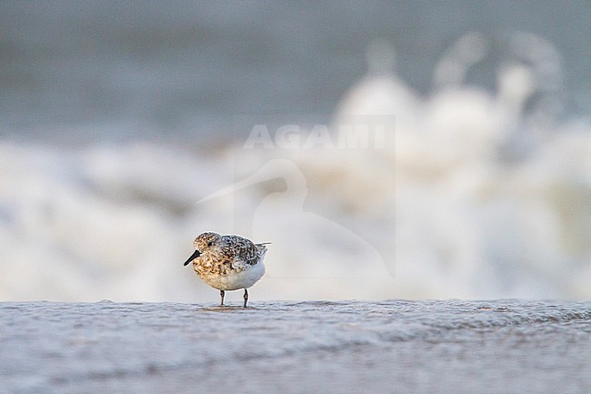 Drietandstrandloper foeragerend; Sanderling foraging stock-image by Agami/Menno van Duijn,