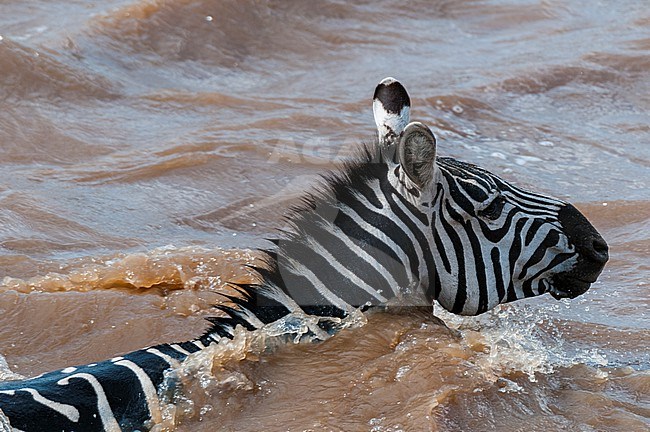A plains zebra, Equus quagga, crossing the Mara River. Mara River, Masai Mara National Reserve, Kenya. stock-image by Agami/Sergio Pitamitz,
