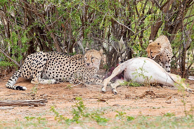 Cheetah (Acinonyx jubatus), adult female and a cub feeding on an Impala, Mpumalanga, South Africa stock-image by Agami/Saverio Gatto,