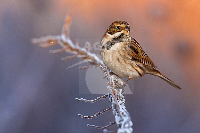 Common Reed Bunting (Emberiza schoeniclus) in Italy. stock-image by Agami/Daniele Occhiato,
