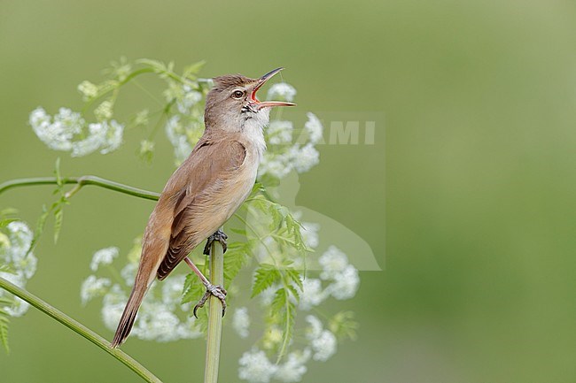 Great Reed Warbler (Acrocephalus arundinaceus), side view of an adult singing from a stem, Campania, Italy stock-image by Agami/Saverio Gatto,