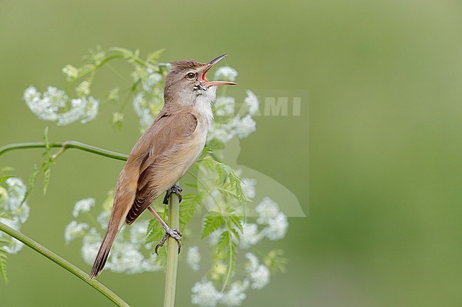 Great Reed Warbler (Acrocephalus arundinaceus), side view of an adult singing from a stem, Campania, Italy stock-image by Agami/Saverio Gatto,