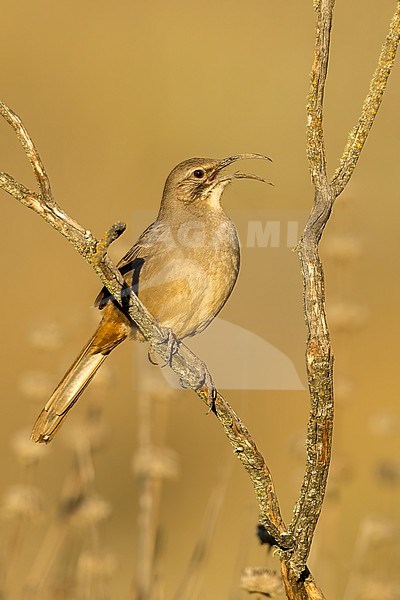 Adult California Thrasher (Toxostoma redivivum) perched in a low bush in Santa Barbara County, California, United States. stock-image by Agami/Brian E Small,