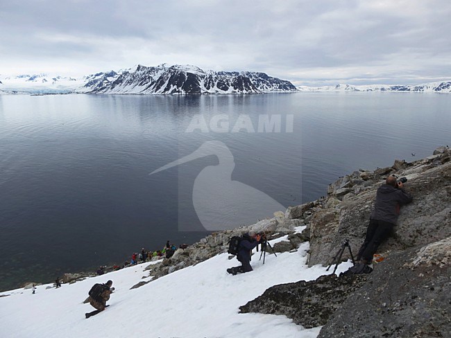 Bezoek Kleine Alken kolonie, Spitsbergen; Visit Little Auk colony, Svalbard stock-image by Agami/Marc Guyt,