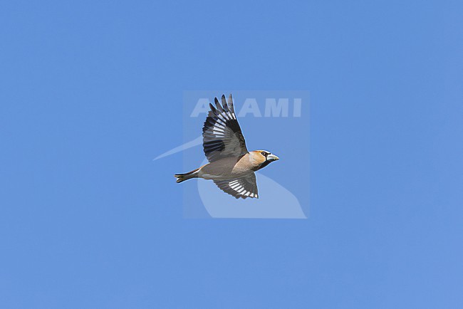 adult male hawfinch (coccothraustes coccothraustes) in flight, found near Khalk River in eastern Mongolia in Dornod Aimag stock-image by Agami/Mathias Putze,