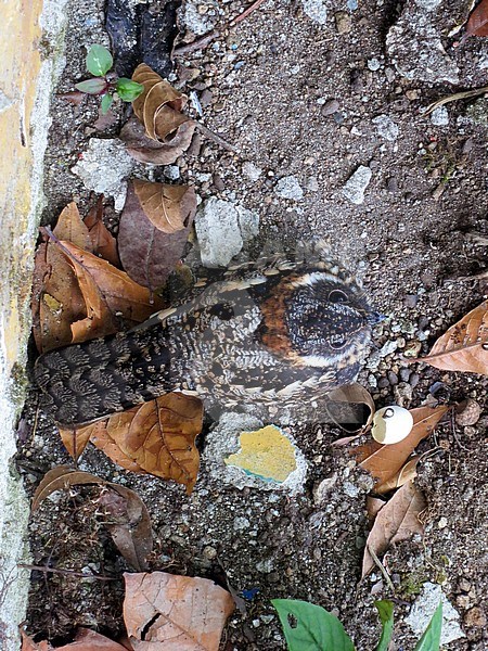 Band-winged Nightjar (Systellura longiro) nesting in front of a lodge in Rio Blanco reserve, central Andes valley in Colombia. Seen from above. stock-image by Agami/Marc Guyt,