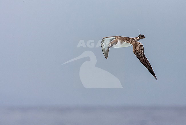 Great Shearwater (Ardenna gravis) south of Tristan da Cunha in South Atlantic ocean. Formaly Puffinus gravis. stock-image by Agami/Marc Guyt,