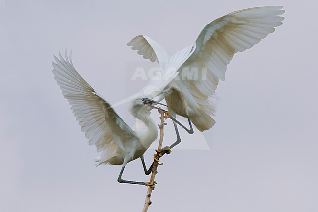 Vechtende Kleine Zilverreiger in kolonie; Little Egrets fighting in colony stock-image by Agami/Daniele Occhiato,