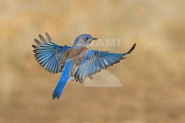 Adult male
Santa Barbara Co., CA
November 2022 stock-image by Agami/Brian E Small,