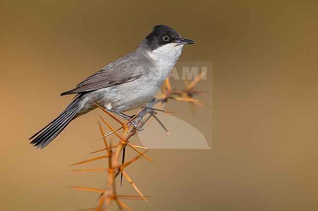 Male Eastern Orphean Warbler, Curruca crassirostris, in Georgia. stock-image by Agami/Daniele Occhiato,