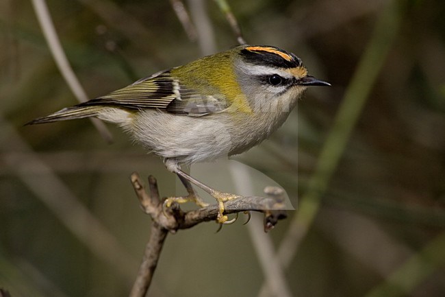 Firecrest perched on a branch; Vuurgoudhaan zittend op een tak stock-image by Agami/Daniele Occhiato,