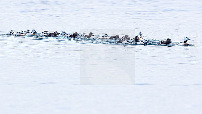  stock-image by Agami/Menno van Duijn,