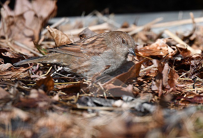 Japanese Accentor, Prunella rubida, in Japan. Foraging on the ground. stock-image by Agami/Laurens Steijn,