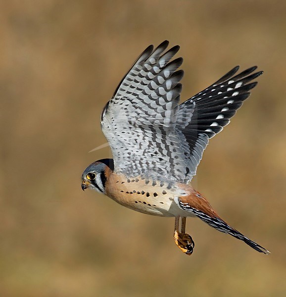 Vliegend mannetje Amerikaanse Torenvalk; Flying male American Kestrel stock-image by Agami/David Hemmings,