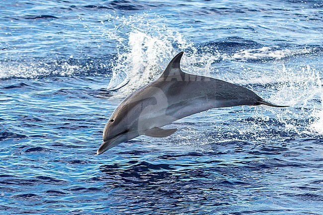 Bottlenose Dolphin jumping beside our boat off Graciosa, Azores. August 2012. stock-image by Agami/Vincent Legrand,