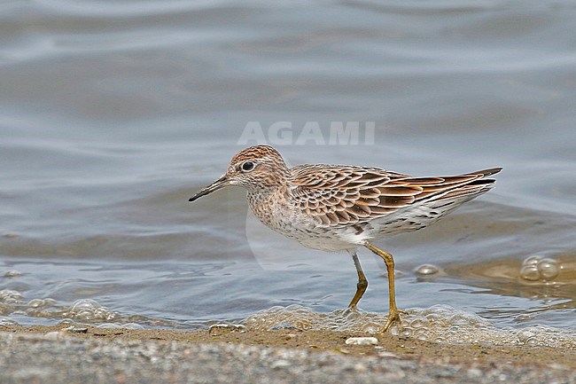 Adult Sharp-tailed Sandpiper (Calidris acuminata) foraging along the shore of a lake in Taiwan. stock-image by Agami/Pete Morris,