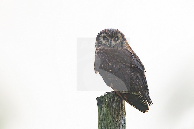 Afrikaanse Velduil, Asio capensis tingitanus, Marsh Owl stock-image by Agami/Menno van Duijn,