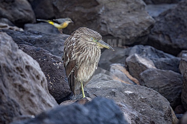 Juvenile Black-crowned Night-Heron (Nycticorax nycticorax hoactli) sitting near the Black Beach, Corvo, Azores, Portugal. stock-image by Agami/Vincent Legrand,