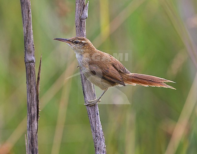 Straight-billed Reedhaunter, Limnoctites rectirostris, juvenile perched on a dead stem in southern cone grassland in Brazil stock-image by Agami/Andy & Gill Swash ,