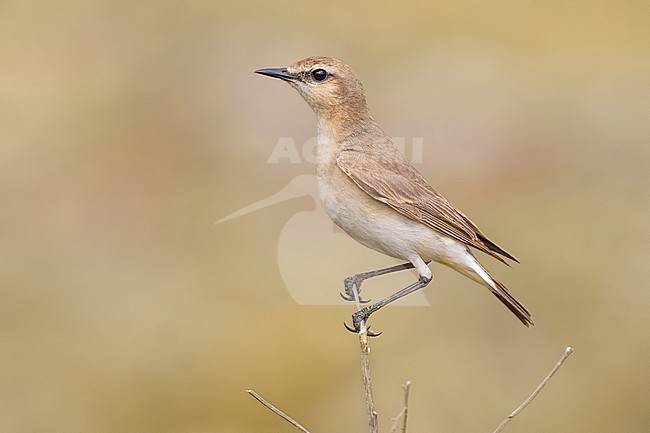 Isabelline Wheatear, Oenanthe isabellina, in Georgia. stock-image by Agami/Daniele Occhiato,
