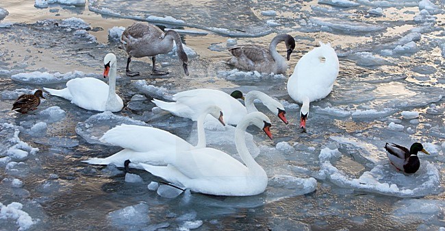 Volwassen Knobbelzwaan in de winter; Adult Mute Swan in winter stock-image by Agami/Markus Varesvuo,