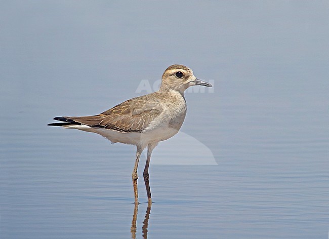 Overwinterende Steppeplevier in Australie; Wintering Oriental Plover (Charadrius veredus) in Australia. About 90% of the Oriental Plovers that make the long journey south overwinter in Australia and it has been estimated that there may be 160,000 individuals of this species. stock-image by Agami/Pete Morris,