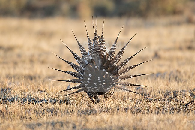 Adult male Gunnison Grouse, Centrocercus minimus
Gunnison Co., Colorado, USA. stock-image by Agami/Brian E Small,